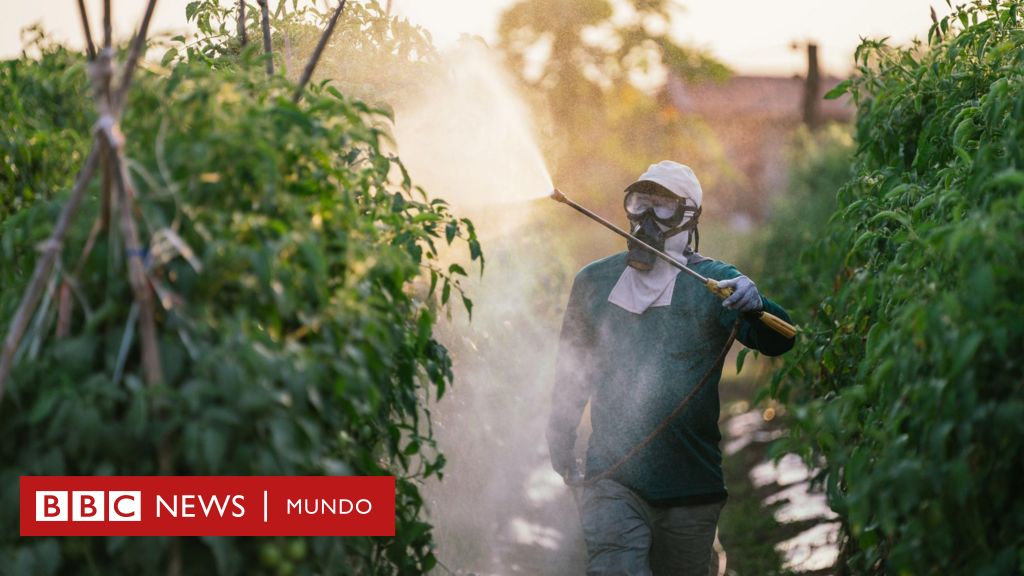 "La gente prefiere no saber qué contiene la lechuga, el tomate o la fresa, porque si supiera, ya no comería"