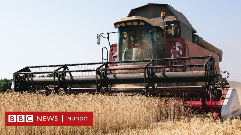 ¿Qué está haciendo Rusia con el grano robado a Ucrania?