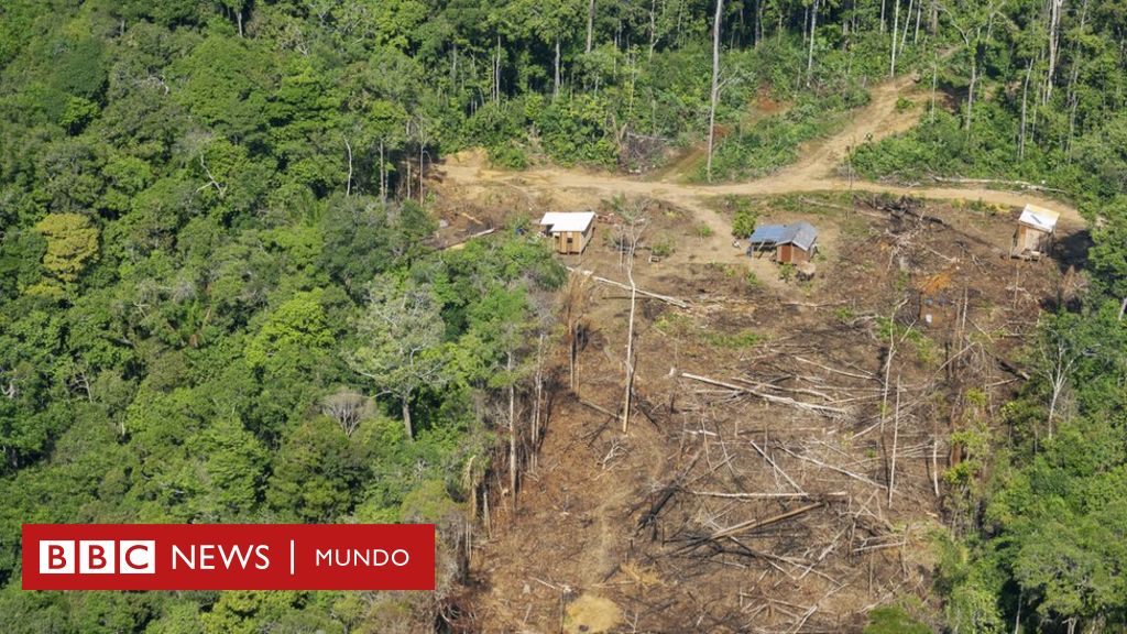 Amazonas: por qué se ha acelerado la deforestación con la llegada de  Bolsonaro a la presidencia de Brasil - BBC News Mundo