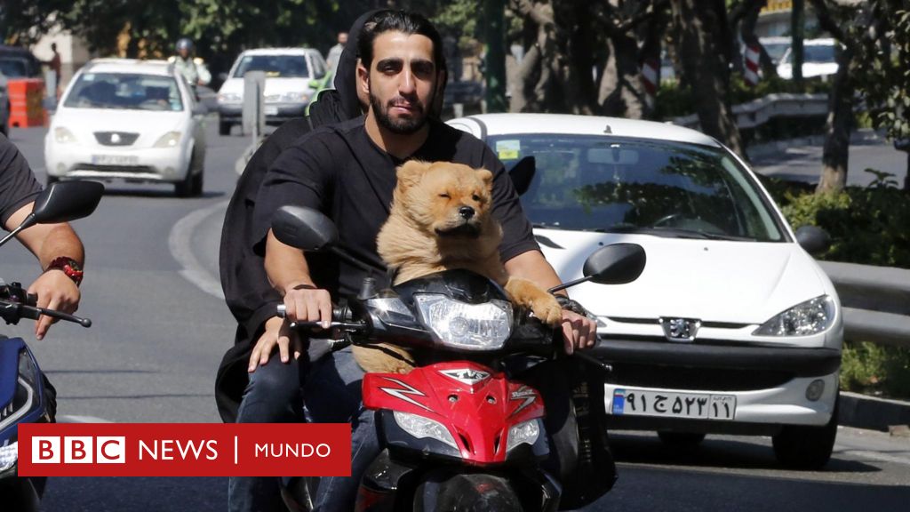El país donde pasear a tu perro te puede llevar a la cárcel