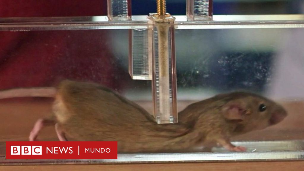 Ortodoxo Rico tienda de comestibles Cómo logran doblarse los ratones para pasar por huecos muy pequeños? - BBC  News Mundo