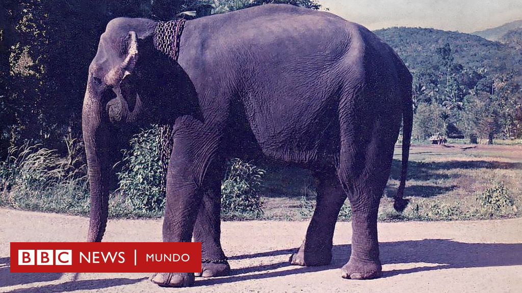 Libro negro de las horas – Elefantes de Papel