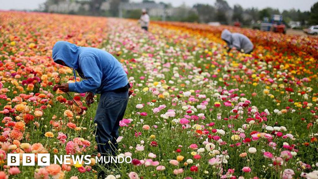 Cómo el país más rico del mundo está flexibilizando las leyes contra el trabajo infantil