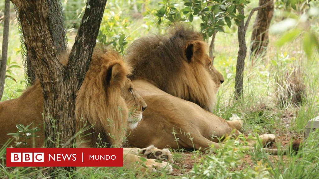 El trágico final de José y Liso, los dos leones rescatados de un circo en  Perú que fueron decapitados en un santuario de Sudáfrica - BBC News Mundo