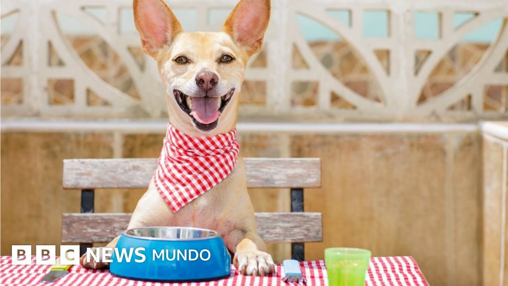 Dieta para perros mal del higado Dieta para perros mal del higado