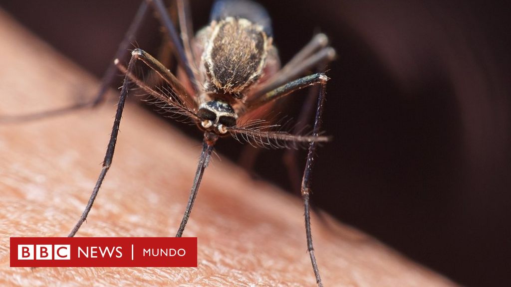 Día Mundial De La Malaria Cuáles Son Los Síntomas Y Cómo Se Puede