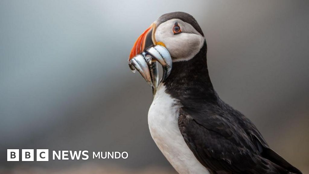 La pequeña isla que se convierte en un modelo de conservación aviar