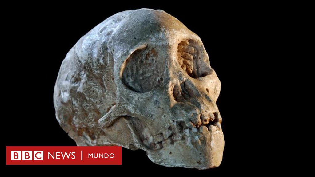 El niño de Taung, el fósil que cambió la historia al probar que los seres humanos se habían originado en África