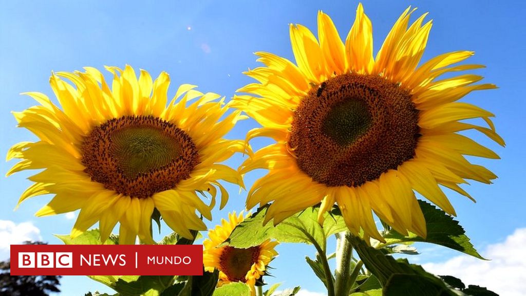 Por qué los girasoles siguen al Sol y de un momento a otro dejan de  hacerlo? - BBC News Mundo