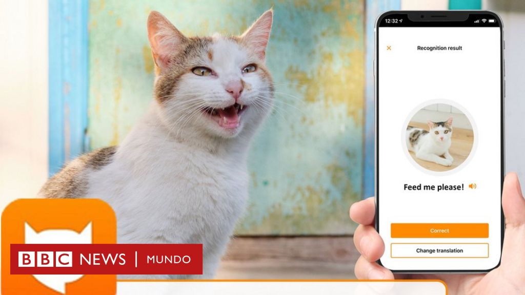 aplicación que traducir los maullidos de tu gato - BBC News