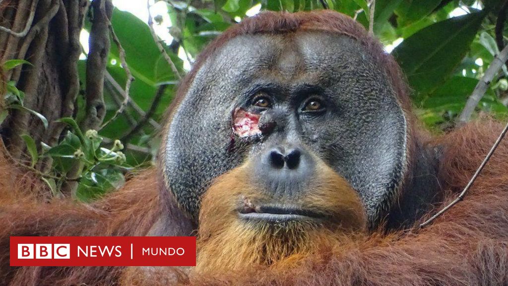 Orangutan sumatera: Para ilmuwan telah mencatat penyembuhan luka dengan menggunakan tanaman untuk pertama kalinya