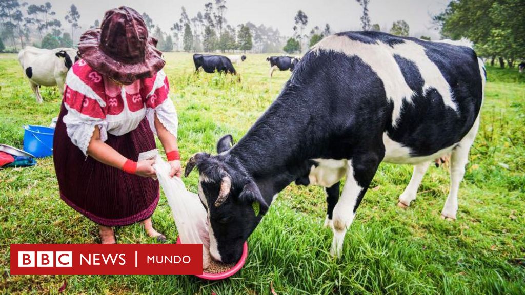 "Oro bovino": el negocio millonario de vender cálculos biliares de vacas de Sudamérica a China