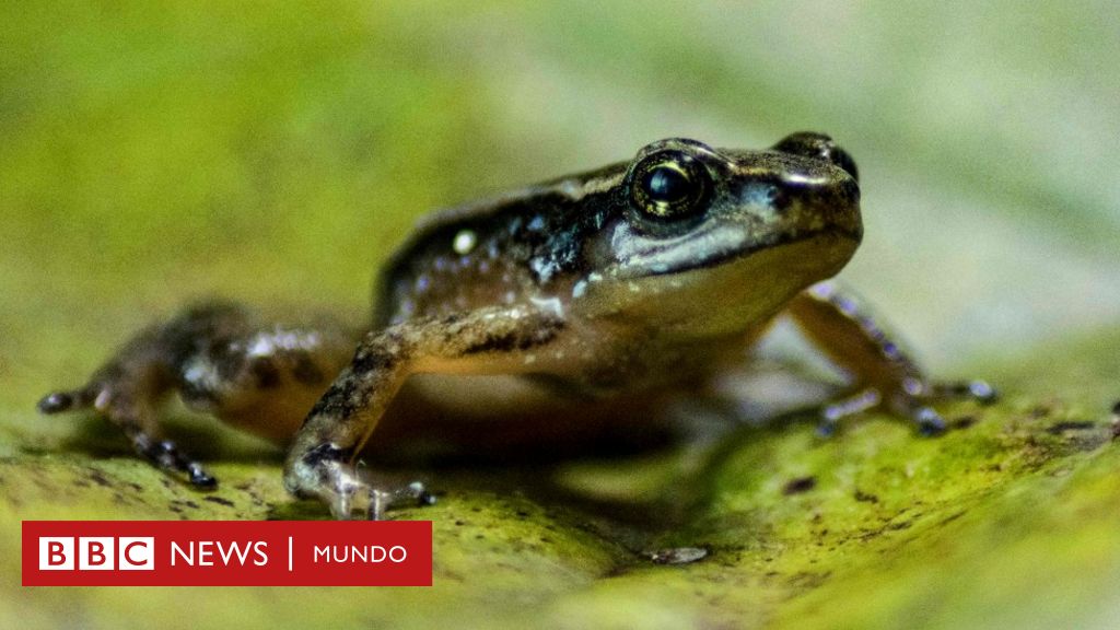 Una caída del 94% en poblaciones de vertebrados: los datos alarmantes sobre la biodiversidad en América Latina
