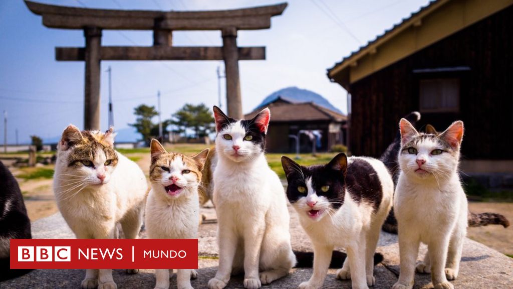Un viaje por Japón para descubrir las leyendas sobre los gatos autóctonos
