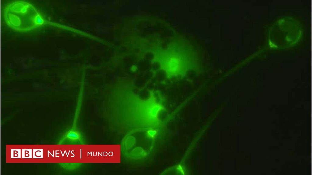 cuanto tiempo vive una bacteria en el aire cuanto tiempo vive una bacteria en el aire