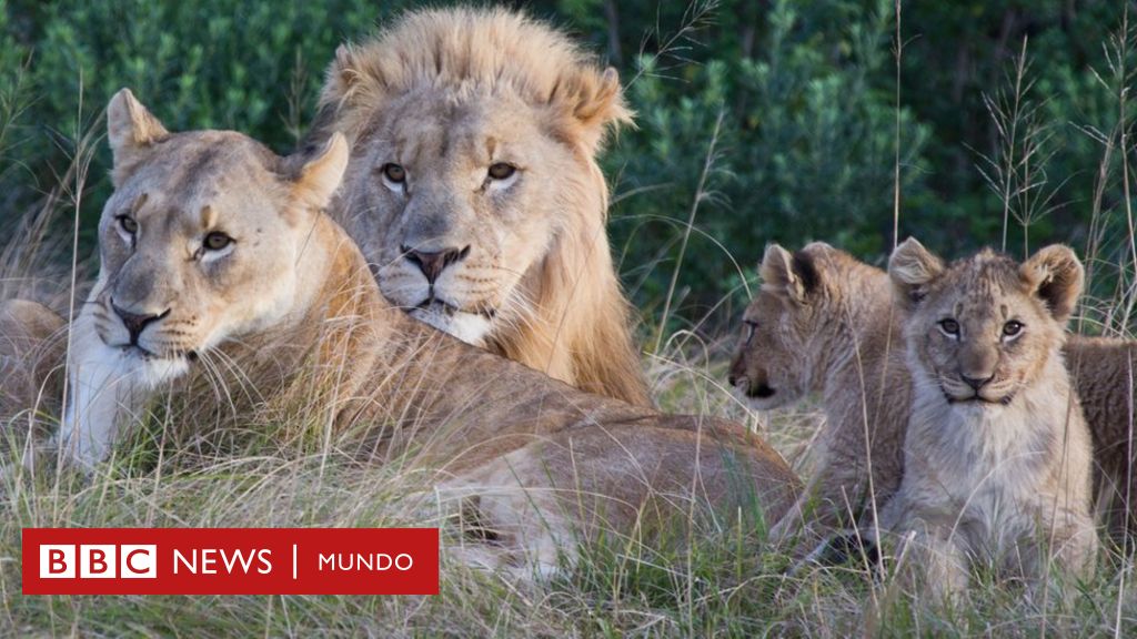 Leones devoran a dos cazadores que intentaban cazar rinocerontes de forma  ilegal en Sudáfrica - BBC News Mundo