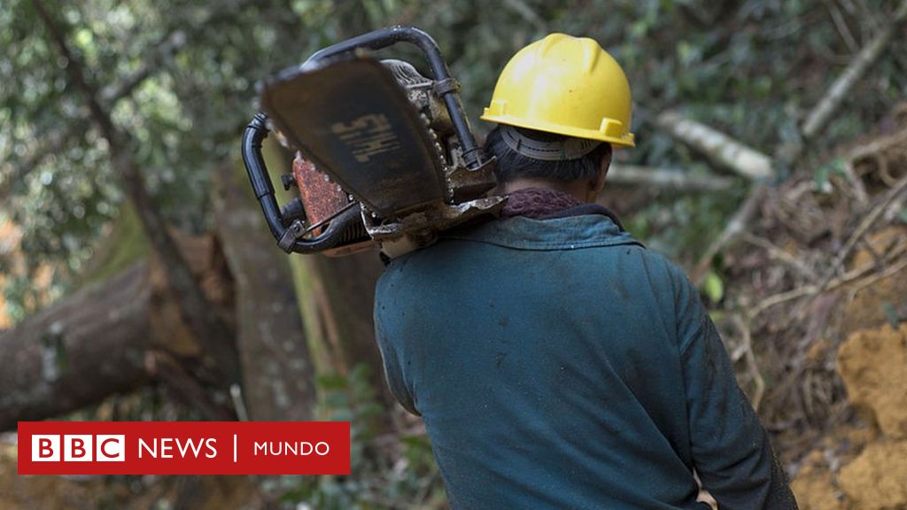 Cuáles son los países del mundo que talan más árboles y por qué hay tres de  América Latina entre los primeros - BBC News Mundo
