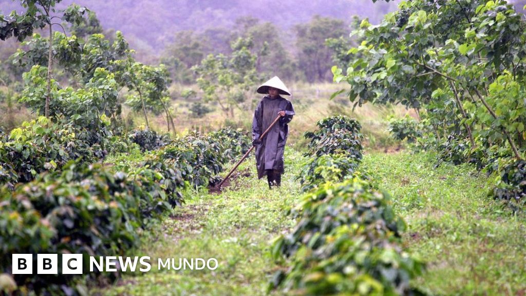 granos de café verde amazonia