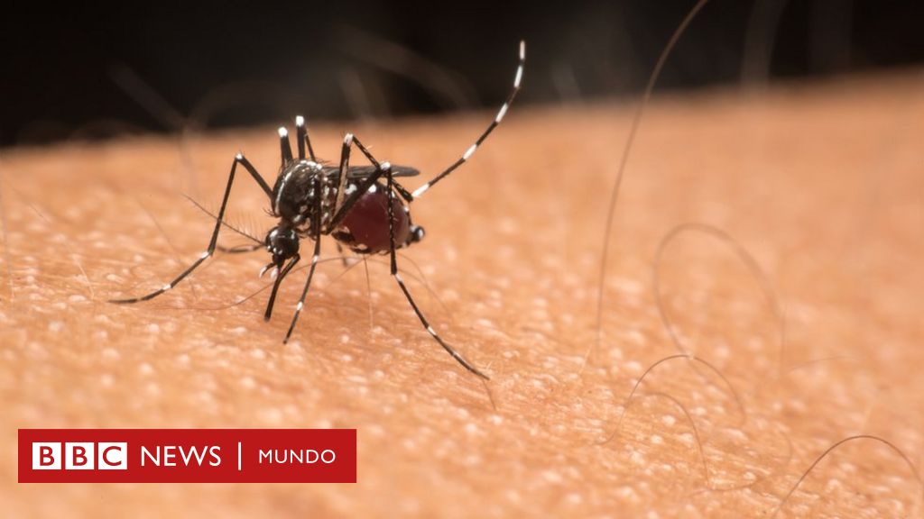 Cómo ciertos virus como el dengue y el zika cambian tu olor y te convierten en un imán para los mosquitos