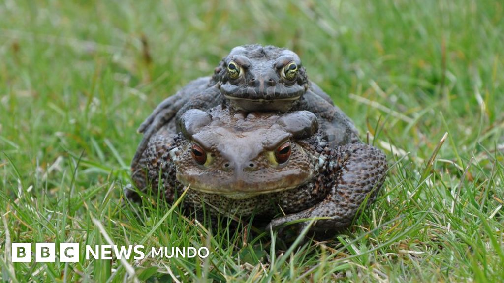 Ventajas de los hibridos biologia