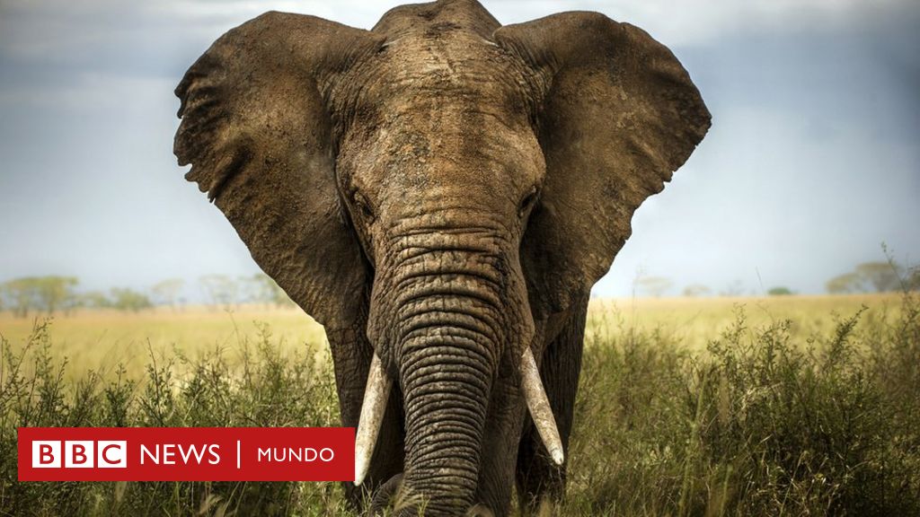 Por qué es importante tener un adorno de elefante en tu casa