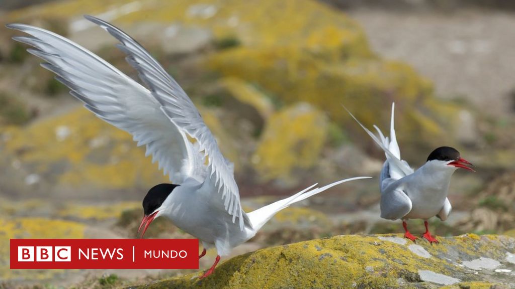 Cuales Son Los Animales Que Se Desplazan Las Mayores Distancias c News Mundo