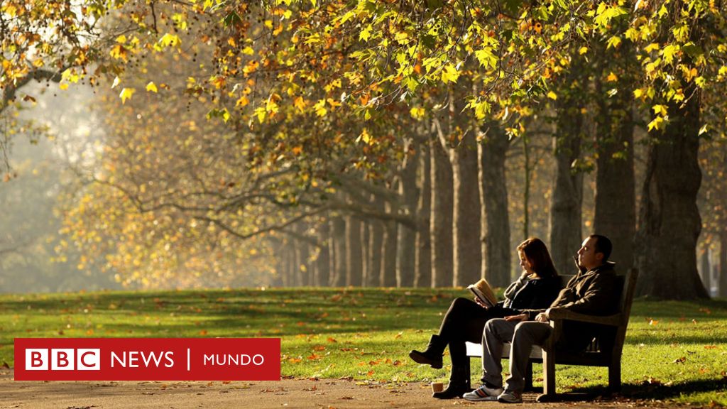 El sorprendente valor de los árboles para combatir la contaminación en el  aire de las ciudades - BBC News Mundo