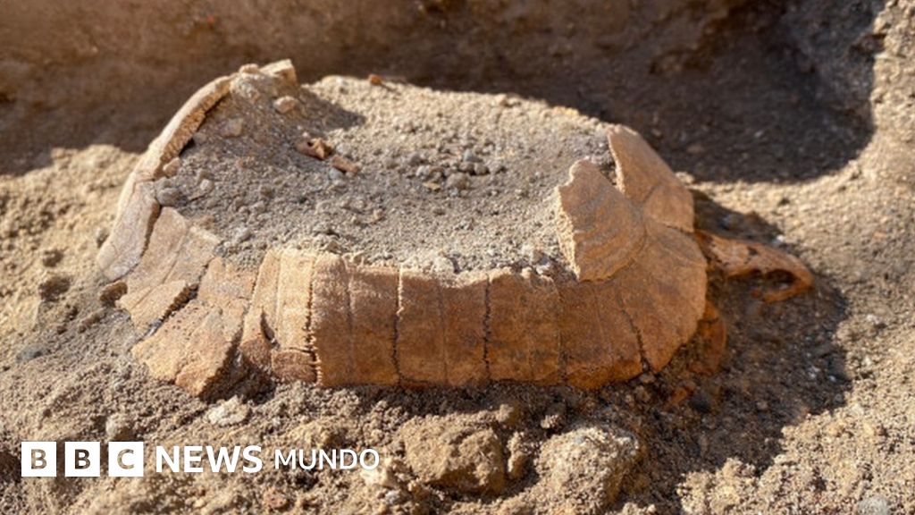 El sorprendente hallazgo de una tortuga embarazada en las ruinas de Pompeya