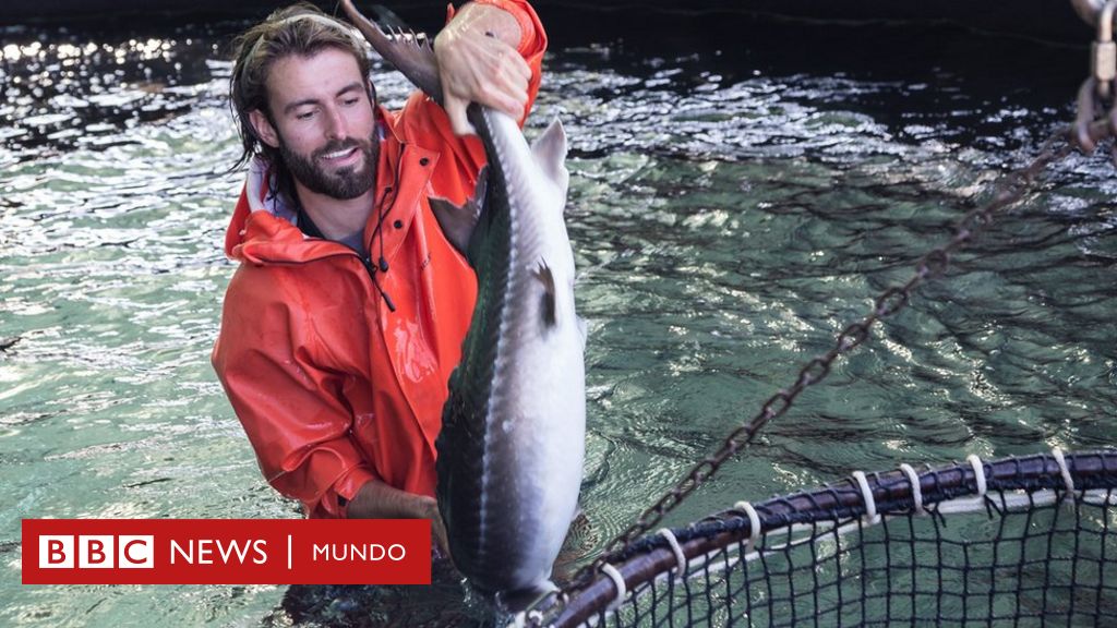 Redes de pesca inteligentes para salvar a los peces - BBC News Mundo