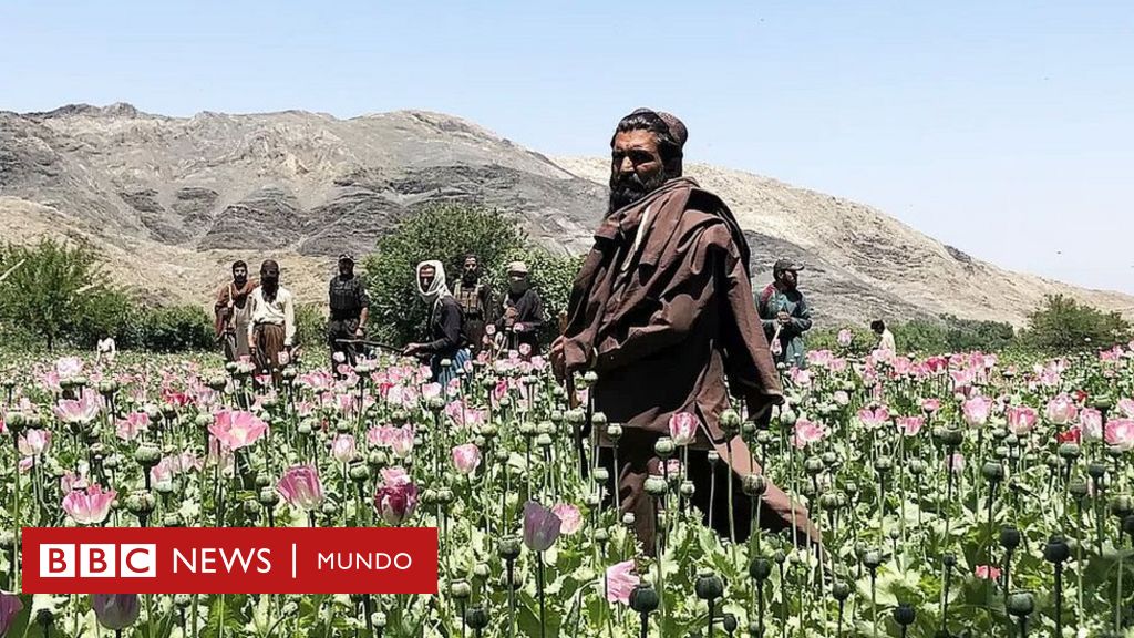 Exclusiva de la BBC: dentro de la implacable guerra de los talibanes contra las drogas en Afganistán