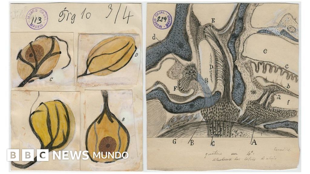 Santiago Ramón y Cajal y los dibujos que revolucionaron hace un siglo  nuestra manera de entender el cerebro - BBC News Mundo