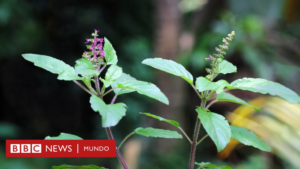 Por qué estas 7 plantas son consideradas sagradas en el mundo (y qué  propiedades se les atribuyen) - BBC News Mundo