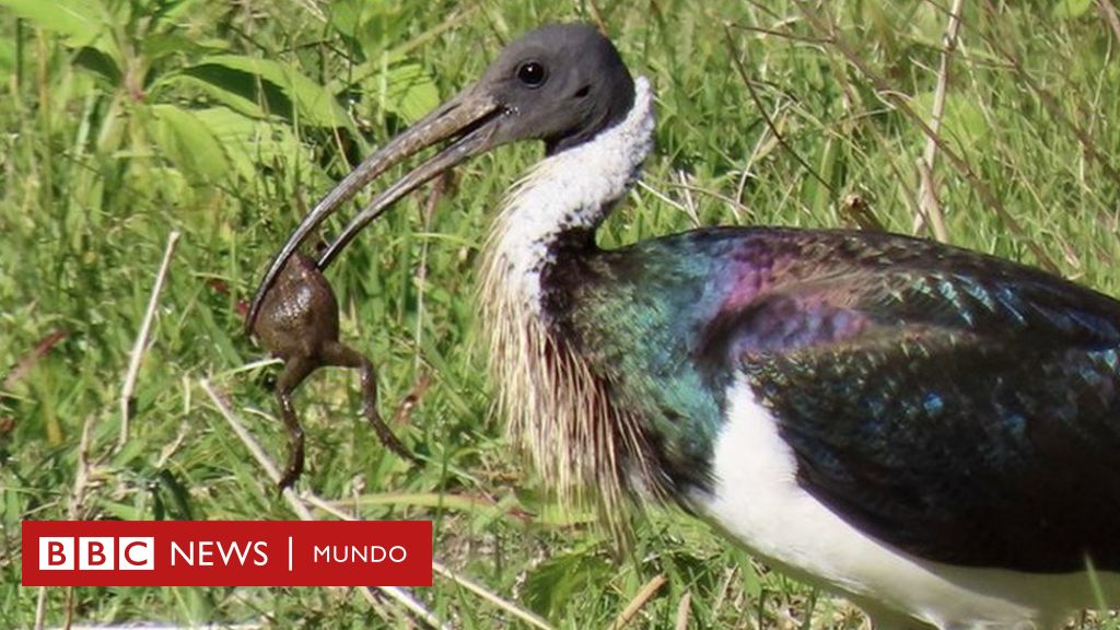 El ave australiana que sorprende a los científicos por su capacidad para comer sapos venenosos