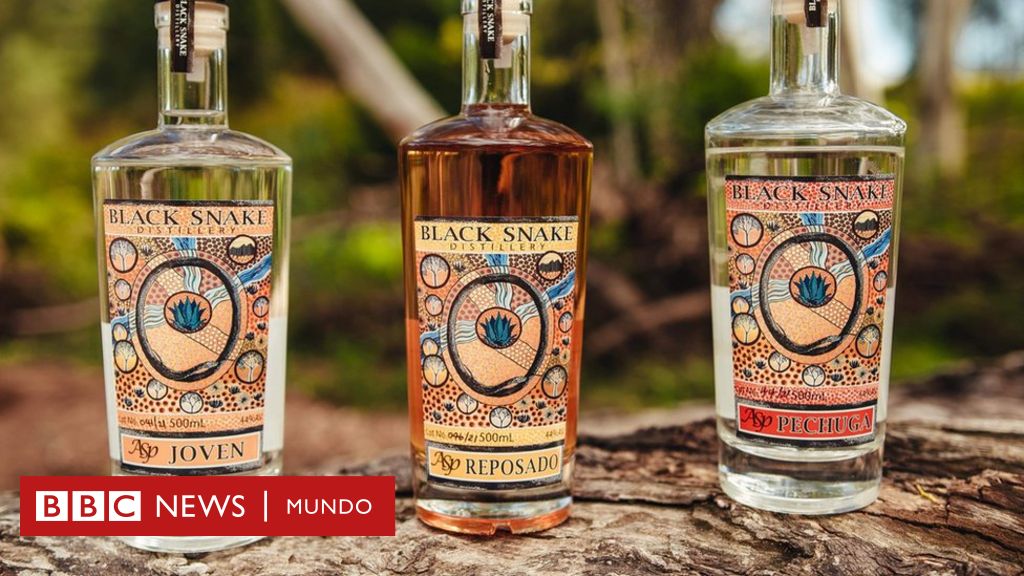 Vigilancia Asia Problema El "tequila" australiano que busca competir con la tradicional bebida  mexicana - BBC News Mundo