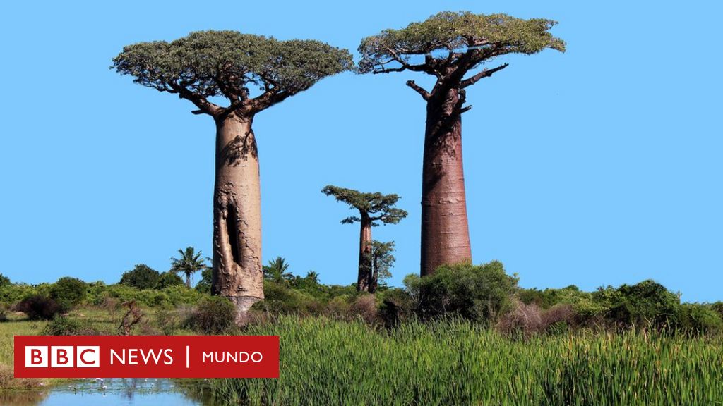 El misterio de por qué se están muriendo los baobabs africanos - BBC News  Mundo
