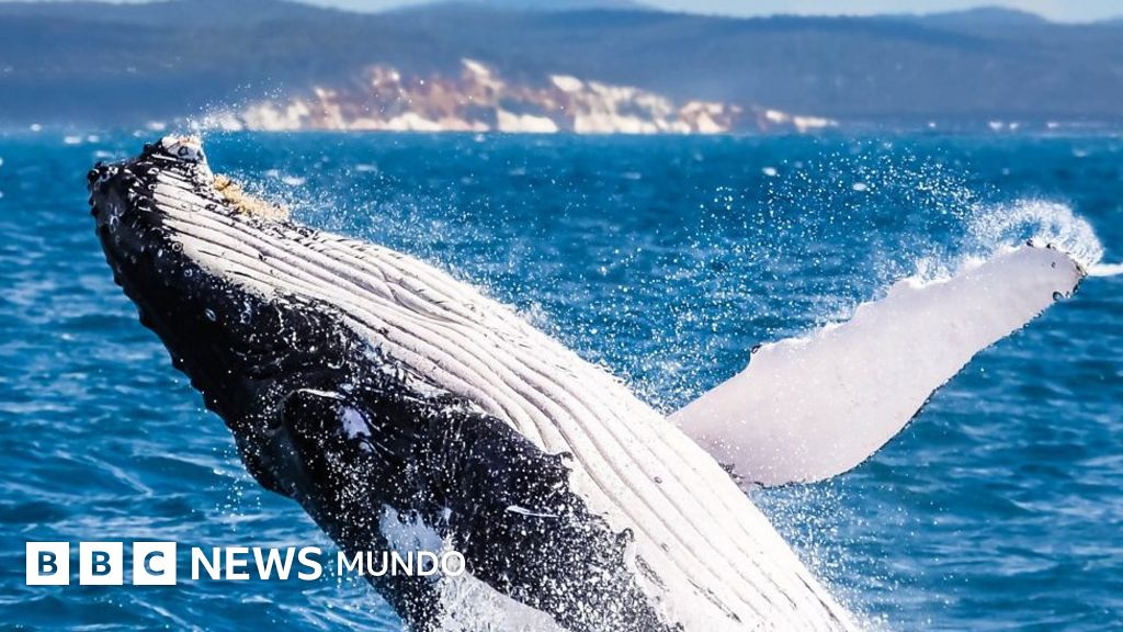 Aprende inglés: por qué las ballenas jorobadas cambian su canto - BBC