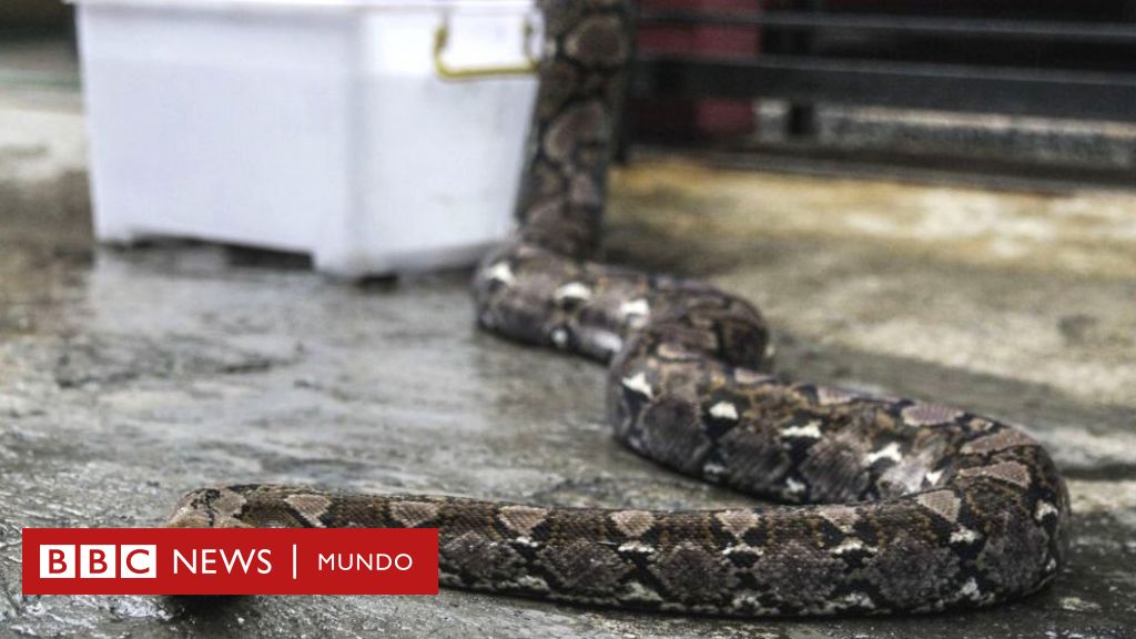 Serpiente pitón de 7 metros se traga a una mujer