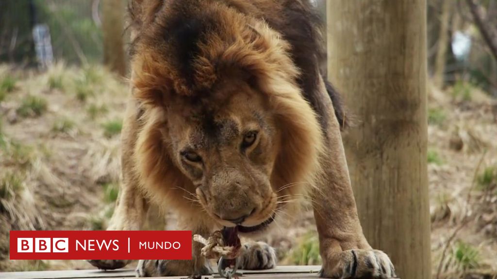 El popular “proyecto de conservación” para dormir con los leones adentro  del zoológico, en pleno corazón de Londres - BBC News Mundo