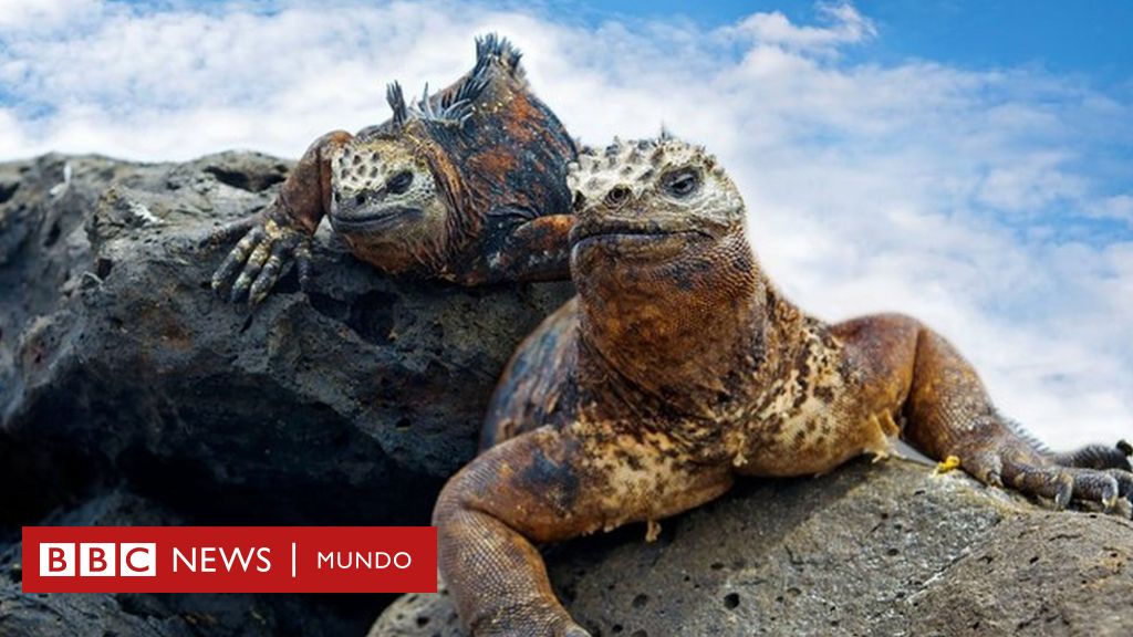 Los secretos de cómo se formaron las ecuatorianas Islas Galápagos, ese  lugar único en el mundo - BBC News Mundo
