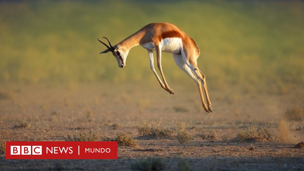 Cuáles son los animales que pueden saltar más alto? - BBC News Mundo