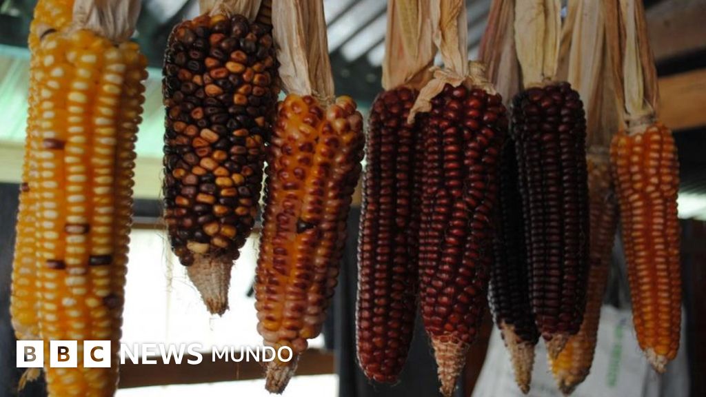 El extraordinario maíz de México que se fertiliza a sí mismo y que