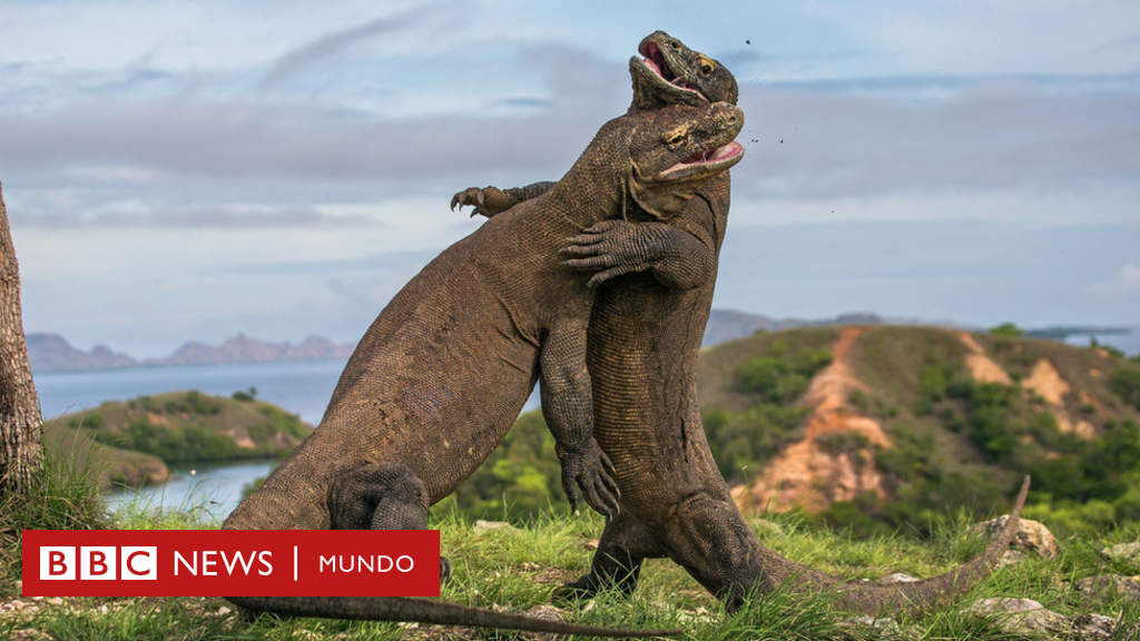 La radical idea para devolver la isla de Komodo a sus temidos (y admirados)  dragones - BBC News Mundo