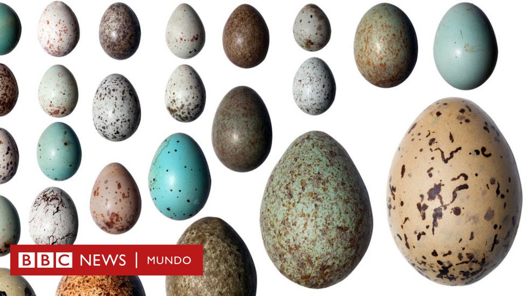 soldadura estera reporte Por qué los huevos de las aves tienen formas tan distintas? - BBC News Mundo