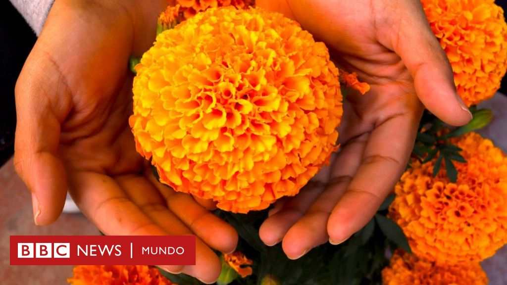  Día de Muertos  cuál es el origen y significado de la flor de cempasúchil, la reina de los altares en México