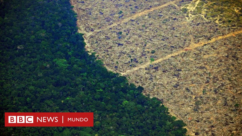 Deforestación: los 10 países que perdieron más bosque virgen en el mundo (y  5 están en América Latina) - BBC News Mundo