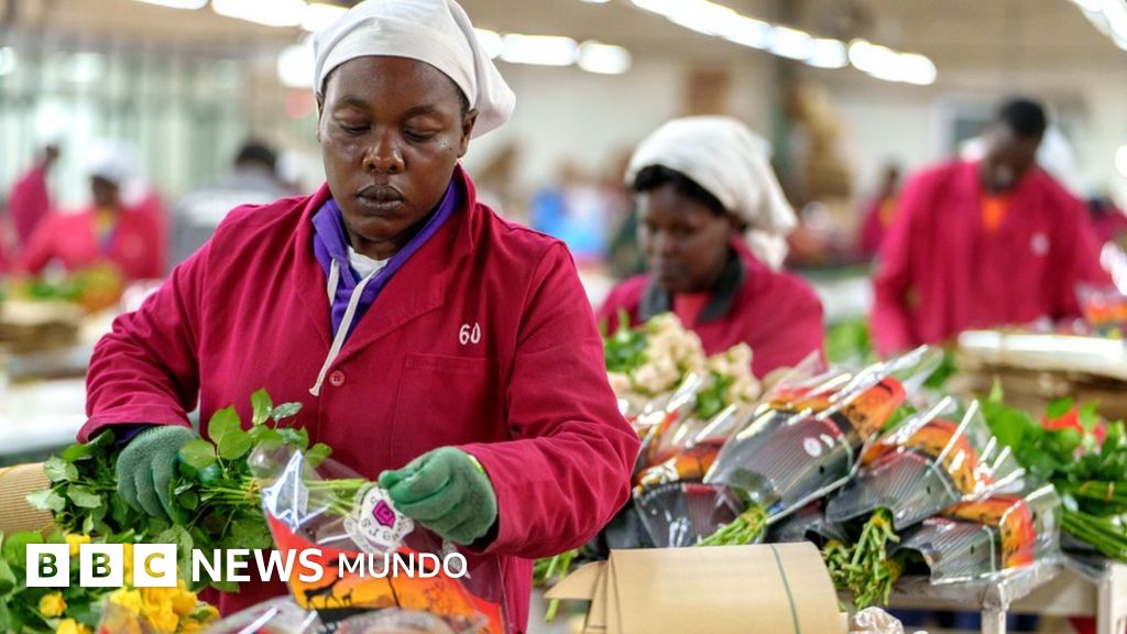 El extraordinario mecanismo que hace posible cortar flores en un país y venderlas frescas en otro 30 días después
