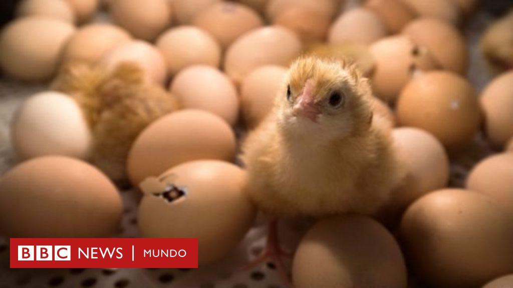 Triturados vivos: el terrible destino de los pollitos macho en la industria  avícola - BBC News Mundo