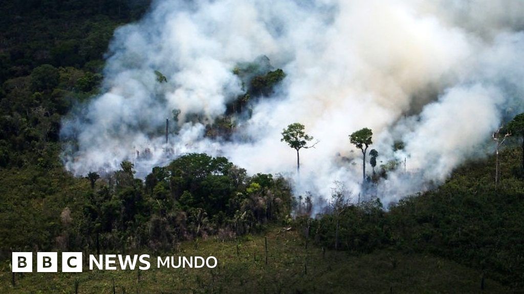 ¿Qué perdemos si perdemos el Amazonas? BBC News Mundo