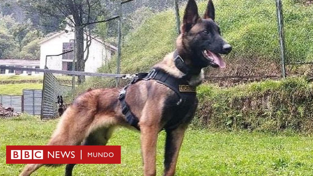 Niños desaparecidos en la selva de Colombia: Wilson, el perro rescatista que las autoridades creen que acompañó a los menores pero ahora está perdido
