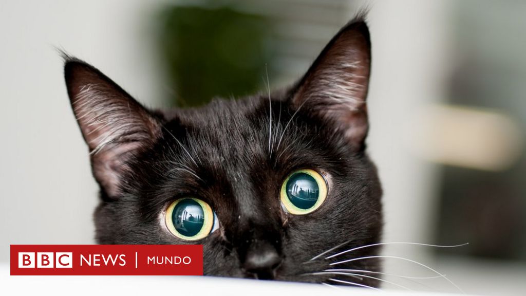 sorprendente desenlace del misterio del "asesino de gatos" de Londres - BBC Mundo